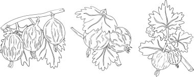 Bektaşi üzümü el çizimi vektör çizimi. Beyaz arka planda çiğ çileği çizimi böğürtlen ve yapraklar. Vektör illüstrasyonu