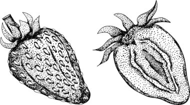 Çilek oymacılığı seti, el çizimi botanik çizimi. Yaz meyvesi monokrom skeci. Yüksek kalite fotoğraf