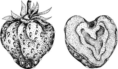 Çilek oymacılığı seti, el çizimi botanik çizimi. Yaz meyvesi monokrom skeci. Yüksek kalite fotoğraf
