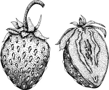 Çilek oymacılığı seti, el çizimi botanik çizimi. Yaz meyvesi monokrom skeci. Yüksek kalite fotoğraf