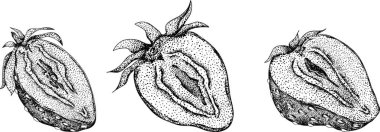 Çilek oymacılığı seti, el çizimi botanik çizimi. Yaz meyvesi monokrom skeci. Yüksek kalite fotoğraf