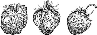 Çilek oymacılığı seti, el çizimi botanik çizimi. Yaz meyvesi monokrom skeci. Yüksek kalite fotoğraf