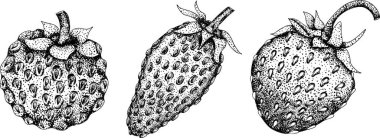 Çilek oymacılığı seti, el çizimi botanik çizimi. Yaz meyvesi monokrom skeci. Yüksek kalite fotoğraf