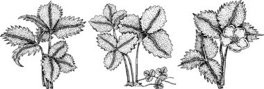 Çilek oymacılığı seti, el çizimi botanik çizimi. Yaz meyvesi monokrom skeci. Yüksek kalite fotoğraf