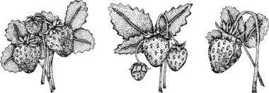 Çilek oymacılığı seti, el çizimi botanik çizimi. Yaz meyvesi monokrom skeci. Yüksek kalite fotoğraf
