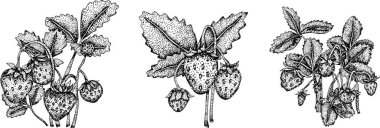 Çilek oymacılığı seti, el çizimi botanik çizimi. Yaz meyvesi monokrom skeci. Yüksek kalite fotoğraf