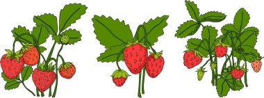 Vektör çilek renkli çizimler seti, el yapımı botanik. Yaz meyveleri izole tasarım elementleri. Vektör illüstrasyonu