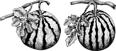 Karpuz oyma seti. Karpuz meyve vektörü ayarlandı. Karpuz tazeliğinin resmi. Vektör illüstrasyonu