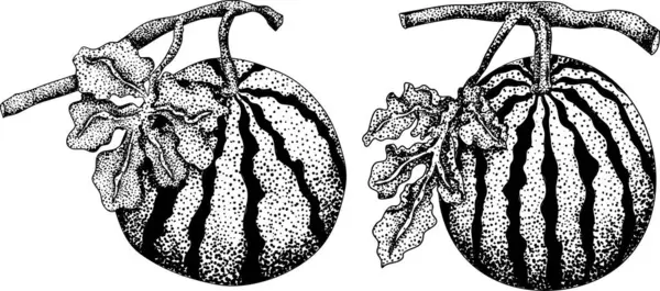 Karpuz oyma seti. Karpuz meyve vektörü ayarlandı. Karpuz tazeliğinin resmi. Vektör illüstrasyonu