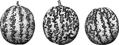 Karpuz oyma seti. Karpuz meyve vektörü ayarlandı. Karpuz tazeliğinin resmi. Vektör illüstrasyonu