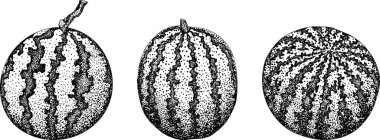 Karpuz oyma seti. Karpuz meyve vektörü ayarlandı. Karpuz tazeliğinin resmi. Vektör illüstrasyonu