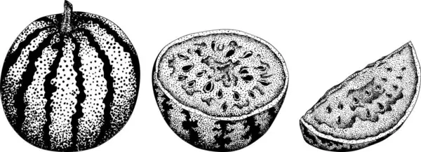 Karpuz oyma seti. Karpuz meyve vektörü ayarlandı. Karpuz tazeliğinin resmi. Vektör illüstrasyonu