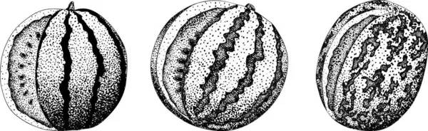 Karpuz oyma seti. Karpuz meyve vektörü ayarlandı. Karpuz tazeliğinin resmi. Vektör illüstrasyonu