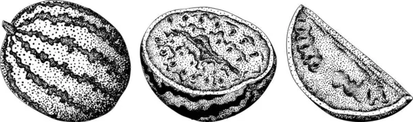 Karpuz oyma seti. Karpuz meyve vektörü ayarlandı. Karpuz tazeliğinin resmi. Vektör illüstrasyonu