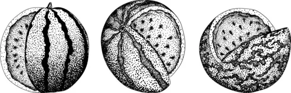 Karpuz oyma seti. Karpuz meyve vektörü ayarlandı. Karpuz tazeliğinin resmi. Vektör illüstrasyonu