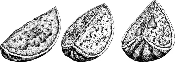 Karpuz oyma seti. Karpuz meyve vektörü ayarlandı. Karpuz tazeliğinin resmi. Vektör illüstrasyonu