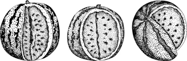 Karpuz oyma seti. Karpuz meyve vektörü ayarlandı. Karpuz tazeliğinin resmi. Vektör illüstrasyonu
