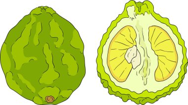 Bergamot meyve yaşam döngüsünün vektör çizimleri: çiçekler, yeşil meyve ve dilimlenmiş olgun meyve. Botanik tasarım, gıda ambalajı ya da markalaşma için mükemmel. Temiz çizgiler, canlı renkler ve doğal estetik. Vektör illüstrasyonu