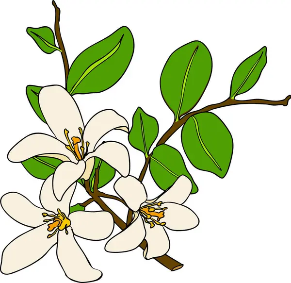 Bergamot meyve yaşam döngüsünün vektör çizimleri: çiçekler, yeşil meyve ve dilimlenmiş olgun meyve. Botanik tasarım, gıda ambalajı ya da markalaşma için mükemmel. Temiz çizgiler, canlı renkler ve doğal estetik. Vektör illüstrasyonu