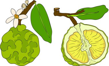 Bergamot meyve yaşam döngüsünün vektör çizimleri: çiçekler, yeşil meyve ve dilimlenmiş olgun meyve. Botanik tasarım, gıda ambalajı ya da markalaşma için mükemmel. Temiz çizgiler, canlı renkler ve doğal estetik. Vektör illüstrasyonu