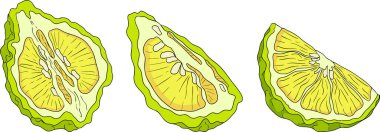 Bergamot meyve yaşam döngüsünün vektör çizimleri: çiçekler, yeşil meyve ve dilimlenmiş olgun meyve. Botanik tasarım, gıda ambalajı ya da markalaşma için mükemmel. Temiz çizgiler, canlı renkler ve doğal estetik. Vektör illüstrasyonu