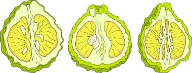Bergamot meyve yaşam döngüsünün vektör çizimleri: çiçekler, yeşil meyve ve dilimlenmiş olgun meyve. Botanik tasarım, gıda ambalajı ya da markalaşma için mükemmel. Temiz çizgiler, canlı renkler ve doğal estetik. Vektör illüstrasyonu