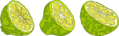 Bergamot meyve yaşam döngüsünün vektör çizimleri: çiçekler, yeşil meyve ve dilimlenmiş olgun meyve. Botanik tasarım, gıda ambalajı ya da markalaşma için mükemmel. Temiz çizgiler, canlı renkler ve doğal estetik. Vektör illüstrasyonu