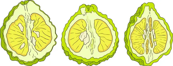 Bergamot meyve yaşam döngüsünün vektör çizimleri: çiçekler, yeşil meyve ve dilimlenmiş olgun meyve. Botanik tasarım, gıda ambalajı ya da markalaşma için mükemmel. Temiz çizgiler, canlı renkler ve doğal estetik. Vektör illüstrasyonu