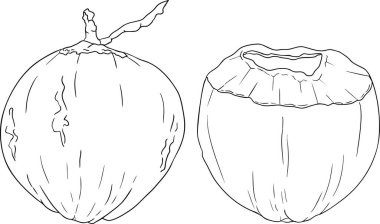 Hindistan cevizlerinin vektör çizimleri.. Tropikal, doğa ya da yemek temalı tasarımlar için mükemmel. Siyah beyaz çizgi sanatı.