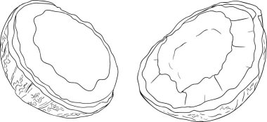 Hindistan cevizlerinin vektör çizimleri.. Tropikal, doğa ya da yemek temalı tasarımlar için mükemmel. Siyah beyaz çizgi sanatı.