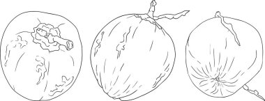 Hindistan cevizlerinin vektör çizimleri.. Tropikal, doğa ya da yemek temalı tasarımlar için mükemmel. Siyah beyaz çizgi sanatı.