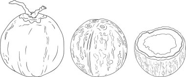 Hindistan cevizlerinin vektör çizimleri.. Tropikal, doğa ya da yemek temalı tasarımlar için mükemmel. Siyah beyaz çizgi sanatı.