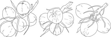 Hindistan cevizlerinin vektör çizimleri.. Tropikal, doğa ya da yemek temalı tasarımlar için mükemmel. Siyah beyaz çizgi sanatı.