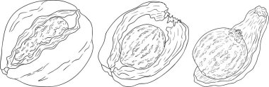 Hindistan cevizlerinin vektör çizimleri.. Tropikal, doğa ya da yemek temalı tasarımlar için mükemmel. Siyah beyaz çizgi sanatı.