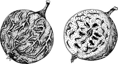 Böğürtlen bitkilerinin detaylı, oymalı çizimleri, yapraklar, çiçekler, meyveler, doğa tasarımları için mükemmel. Vektör illüstrasyonu