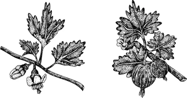 Böğürtlen bitkilerinin detaylı, oymalı çizimleri, yapraklar, çiçekler, meyveler, doğa tasarımları için mükemmel. Vektör illüstrasyonu