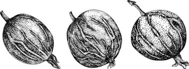 Böğürtlen bitkilerinin detaylı, oymalı çizimleri, yapraklar, çiçekler, meyveler, doğa tasarımları için mükemmel. Vektör illüstrasyonu