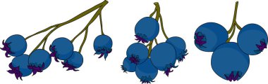 Serviceberry, saskatoon kümeleri, çiçekler ve mavi-beyaz tek meyveli çizimler. Doğa ve yemek tasarımları için mükemmel. Yüksek kalite fotoğraf
