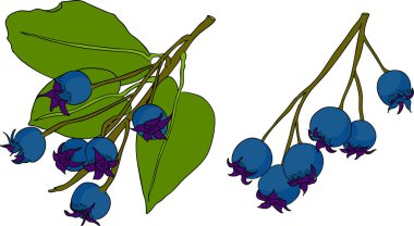 Serviceberry, saskatoon kümeleri, çiçekler ve mavi-beyaz tek meyveli çizimler. Doğa ve yemek tasarımları için mükemmel. Yüksek kalite fotoğraf