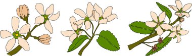 Serviceberry, saskatoon kümeleri, çiçekler ve mavi-beyaz tek meyveli çizimler. Doğa ve yemek tasarımları için mükemmel. Yüksek kalite fotoğraf