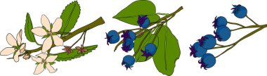 Serviceberry, saskatoon kümeleri, çiçekler ve mavi-beyaz tek meyveli çizimler. Doğa ve yemek tasarımları için mükemmel. Yüksek kalite fotoğraf