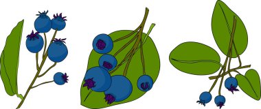Serviceberry, saskatoon kümeleri, çiçekler ve mavi-beyaz tek meyveli çizimler. Doğa ve yemek tasarımları için mükemmel. Yüksek kalite fotoğraf