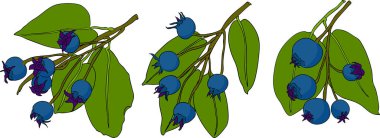 Serviceberry, saskatoon kümeleri, çiçekler ve mavi-beyaz tek meyveli çizimler. Doğa ve yemek tasarımları için mükemmel. Yüksek kalite fotoğraf