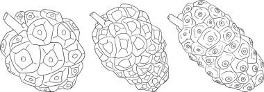 Non-meyve detaylı çizgisi, Hint dutu, harika morinda. Yüksek kalite, çok yönlü vektör çizimleri. Vektör illüstrasyonu