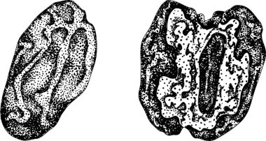 Ayrıntılı oyma vektör sanatı, kurutulmuş tarihler. Yemek, aşçılık ya da doğa temalı stok tasarımları için idealdir. Vektör illüstrasyonu