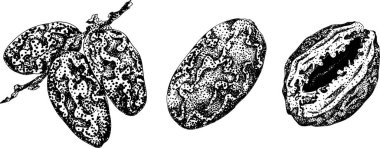 Ayrıntılı oyma vektör sanatı, kurutulmuş tarihler. Yemek, aşçılık ya da doğa temalı stok tasarımları için idealdir. Vektör illüstrasyonu