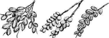 Ayrıntılı oyma vektör sanatı, kurutulmuş tarihler. Yemek, aşçılık ya da doğa temalı stok tasarımları için idealdir. Vektör illüstrasyonu