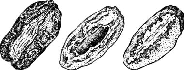 Ayrıntılı oyma vektör sanatı, kurutulmuş tarihler. Yemek, aşçılık ya da doğa temalı stok tasarımları için idealdir. Vektör illüstrasyonu
