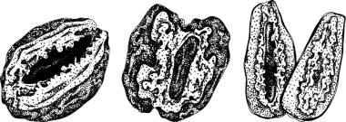 Ayrıntılı oyma vektör sanatı, kurutulmuş tarihler. Yemek, aşçılık ya da doğa temalı stok tasarımları için idealdir. Vektör illüstrasyonu