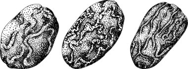 Ayrıntılı oyma vektör sanatı, kurutulmuş tarihler. Yemek, aşçılık ya da doğa temalı stok tasarımları için idealdir. Vektör illüstrasyonu